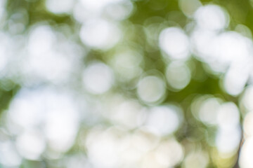 Blur nature bokeh green park by beach and tropical coconut trees,Blur nature bokeh green park by beach and tropical coconut trees in sunset time.