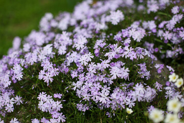 Obraz premium Phlox subulata in the bloom