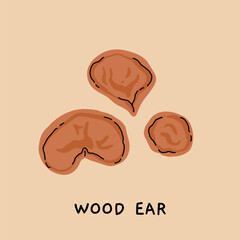 Botanical illustration of wood ear mushroom, vintage educational poster with labeled edible fungus, vector flat drawing in naturalistic style