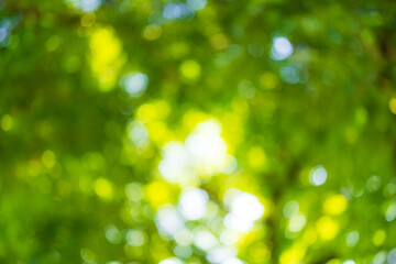 Fototapeta premium Blur nature bokeh green park by beach and tropical coconut trees,Blur nature bokeh green park by beach and tropical coconut trees in sunset time.