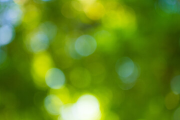 Obraz premium Blur nature bokeh green park by beach and tropical coconut trees,Blur nature bokeh green park by beach and tropical coconut trees in sunset time.