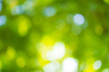 Fototapeta premium Blur nature bokeh green park by beach and tropical coconut trees,Blur nature bokeh green park by beach and tropical coconut trees in sunset time.