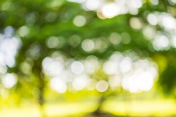 Obraz premium Blur nature bokeh green park by beach and tropical coconut trees,Blur nature bokeh green park by beach and tropical coconut trees in sunset time.