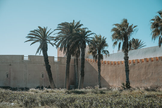 Vue des anciennes fortifications de la m&eacute;dina d'Essaouira et  v&eacute;g&eacute;tations tropicale 