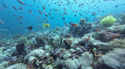 A vibrant coral reef covered with swarming tropical fish under clear blue water. Small colorful species move gracefully above corals creating a vivid underwater scene.