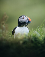 Puffin