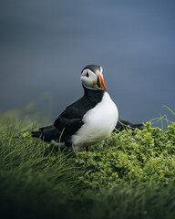 Puffin