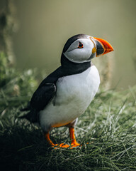 Naklejka premium Puffin
