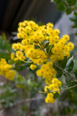 Yellow mimosa flowers blooming on a branch
