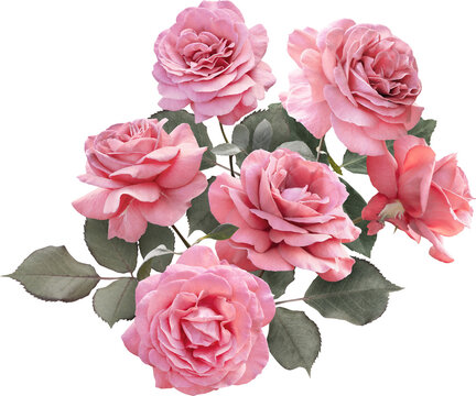 Floral arrangement featuring pink roses. Isolated on a transparent background this elegant bouquet is ideal for wedding invitations, greeting cards, packaging design, scrapbooking and more.
