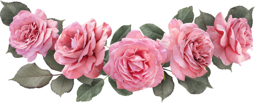 Floral arrangement featuring pink roses. Isolated on a transparent background this elegant bouquet is ideal for wedding invitations, greeting cards, packaging design, scrapbooking and more.