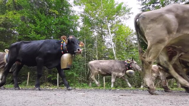 Almabtrieb im Herbst im Allg&auml;u, Kuhherde mit gro&szlig;en Glocken laufen zum Viehscheid in Oberstdorf, Touristenattraktion, Brauchtum