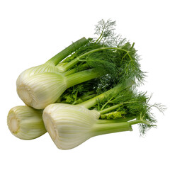 fresh fennel on white background