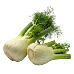 fresh fennel on white background