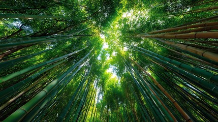 Sunlight Filtering Through a Lush Green Bamboo Forest Canopy