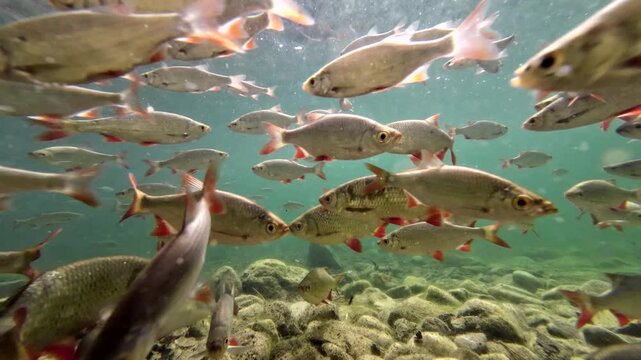 Fischschwarm mit Rotfedern schwimmen im klaren Bergsee, Scardinius erythrophthalmus