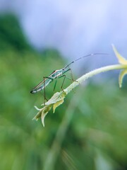Macro photo of sting grasshopper (Leptocorisa oratorius) on leaf with blurred background, pest.padi