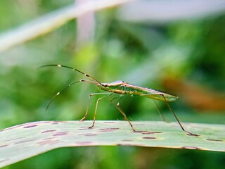 Macro photo of sting grasshopper (Leptocorisa oratorius) on leaf with blurred background, pest.padi