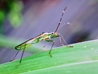 Macro photo of sting grasshopper (Leptocorisa oratorius) on leaves with blurred background, hama.padi