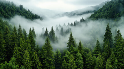 Fototapeta premium Dense mist over mountain forest creates mysterious and dreamy scene, evoking tranquility