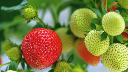 Close-up of red and green strawberries ripening on plant. Organic fruit growing process and natural agriculture concept for farming industry.