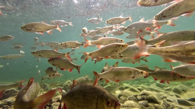 Fischschwarm schwimmt im klaren Bergsee, Rotfeder, Scardinius erythrophthalmus