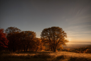 Fototapeta premium beautiful landscape of autumn forest at sunset, yellow trees and sunlight