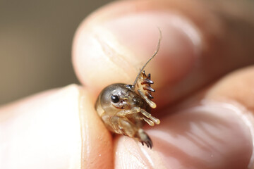 Obraz premium Fragile tiny newborn insect, baby cricket nymph held on human finger. delicate macro photograph of small creature representing new life, innocence, and wonder