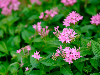 Close-up of a pink Pentas flower in bloom