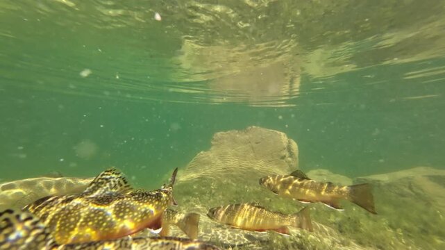 Fischschwarm schwimmt in klarem Bergsee, Seesaibling, guter Speisefisch, Salvelinus umbla