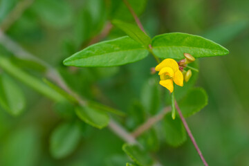 Close-up photo of a yellow Vigna angularis var. nipponensis flower blooming in summer.