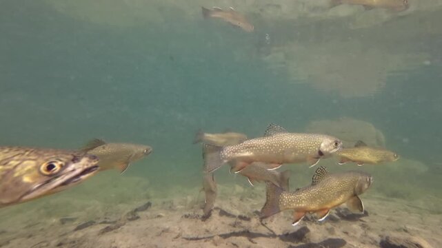 Fischschwarm schwimmt in klarem Bergsee, Seesaibling, guter Speisefisch, Salvelinus umbla