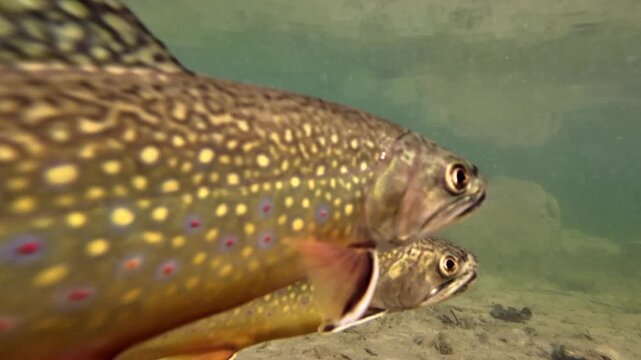 Fischschwarm schwimmt in klarem Bergsee, Seesaibling, Salvelinus umbla
