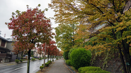 雨の日の街路樹