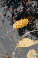 autumn photos, nature in autumn, autumn colors