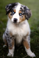 Close up portrait of a beautiful blue merl Australian Shepherd puppy in Germany, Europe at summer
