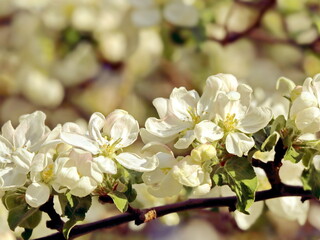 Sunlit White Apple Blossoms on Horizontal Branch with Soft Bokeh Background