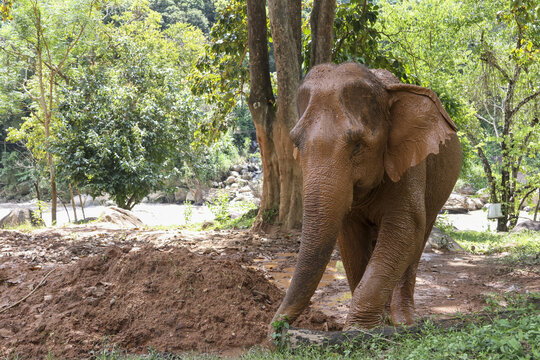 Calm big wild Asian elephant walking in nature. This beautiful mammal enjoys green forest and jungle, peaceful wildlife scene from an animal sanctuary in Asia