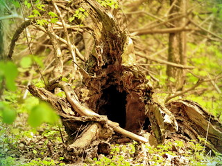 Hollow Decaying Tree Stump with Natural Weathering in Forest Floor