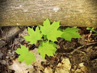 Vibrant fresh maple leaves with distinctive lobed shape emerging against textured wood surface. Perfect for spring growth themes, nature contrasts, woodland content, and seasonal marketing materials.
