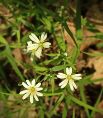 Three Small White Wildflowers Blooming on Forest Floor in Early Spring