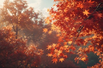Vibrant Autumn Maple Leaves in Warm Sunlight