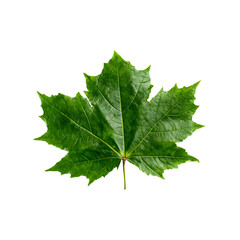 Fototapeta premium Single Green Maple Leaf on Black Background green leaf