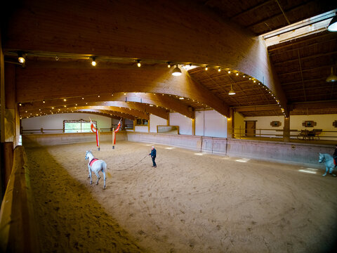 Horse training for competition in jokey arena hold by string. Riding lessons held by professional horseman. - Powered by Adobe