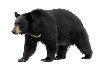 Majestic black bear standing profile full body wildlife photography animal nature isolated on transparent background