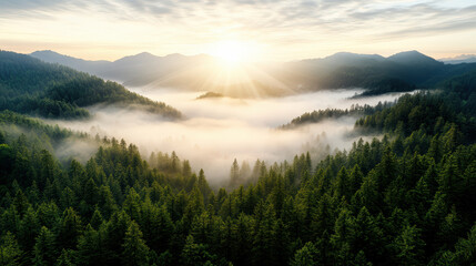 Obraz premium Breathtaking sunrise over misty forest hills, illuminating landscape with golden rays