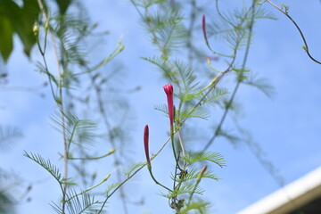 red poppy flower with blurry background