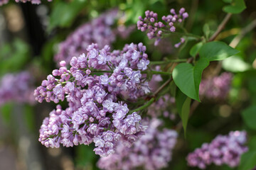 Lilac blossoms in the garden