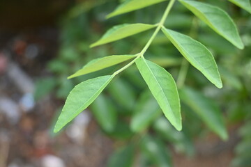 farm fresh green curry leaves background
