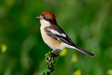 Woodchat shrike // Rotkopfwürger // (Lanius senator) 